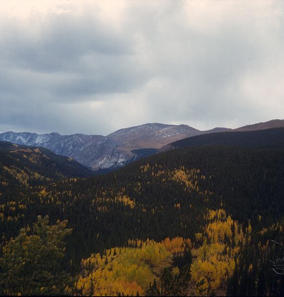 aspen - cloudy.jpg - Aspens in Rocky Mountains, Colorado.